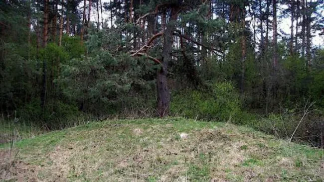 почему в переделкино не растет живой лес