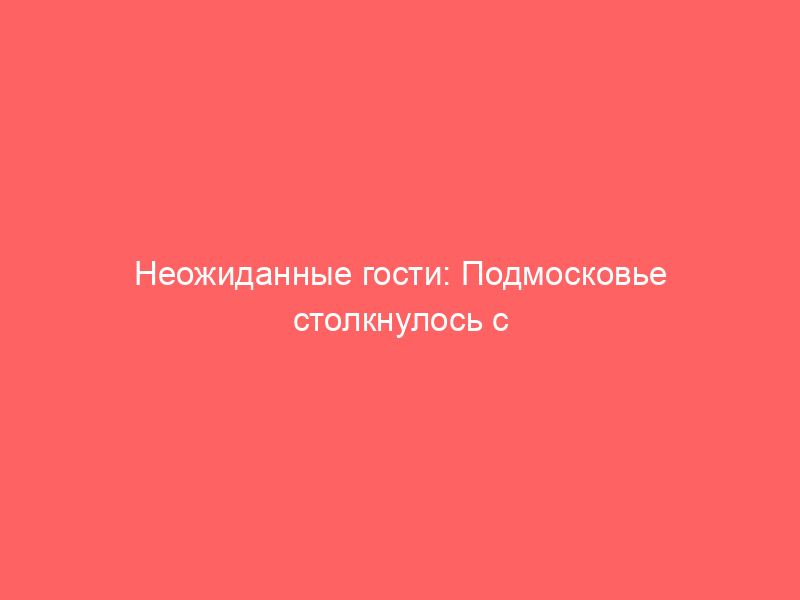 Неожиданные гости: Подмосковье столкнулось с нашествием диких медведей