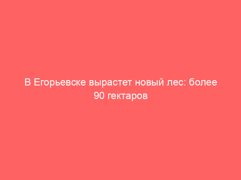 В Егорьевске вырастет новый лес: более 90 гектаров сосен высадили на месте прошлогоднего урагана